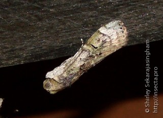 Lepidoptera