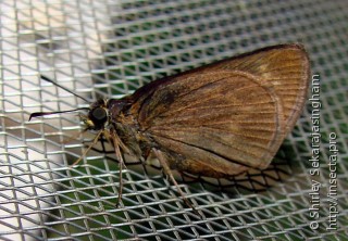 Lepidoptera