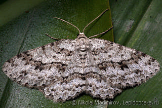 Самка  (Ectropis crepuscularia)