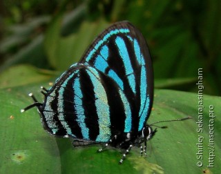 Lepidoptera