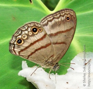 Lepidoptera