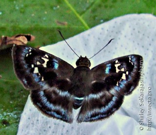 Quadrus contubernalis