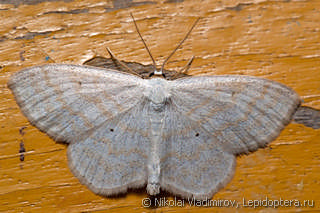 Scopula immutata