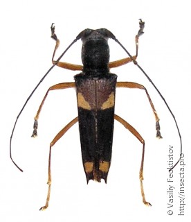 Самец  Glenea anticepunctata