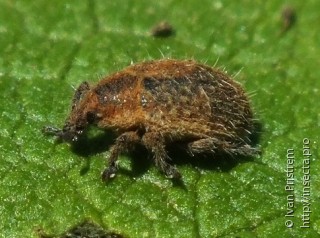 Lachnaeus crinitus