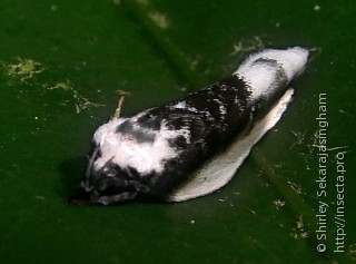 Lepidoptera