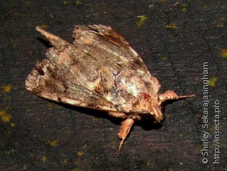 Lepidoptera