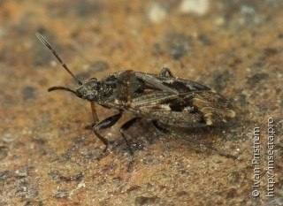 Sphragisticus nebulosus