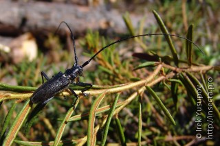 Monochamus urussovi