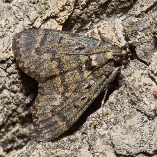 Pyraloidea