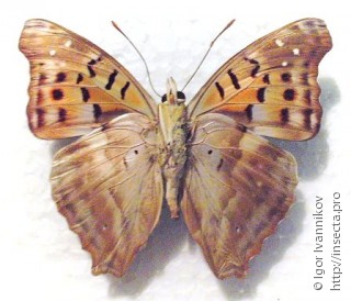 Doxocopa laurentia