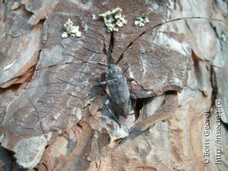 Acanthocinus aedilis