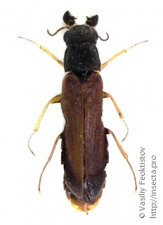 Самец  (Hylecoetus dermestoides)