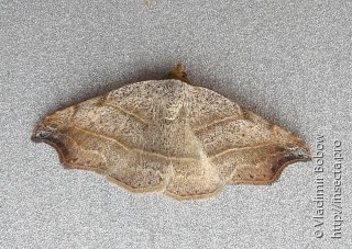 Laspeyria flexula