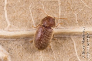 Stegobium paniceum