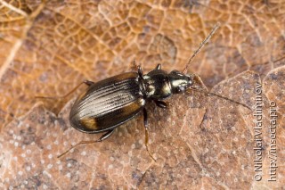 Bembidion