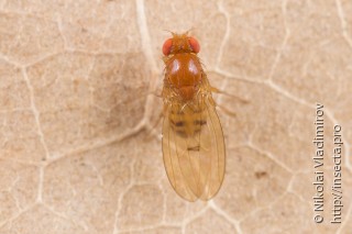 Drosophila phalerata