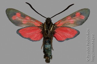 Zygaena filipendulae