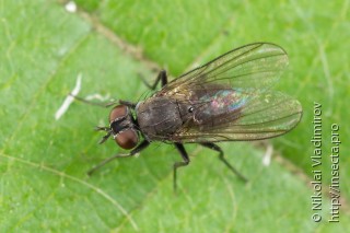 Coenosia agromyzina