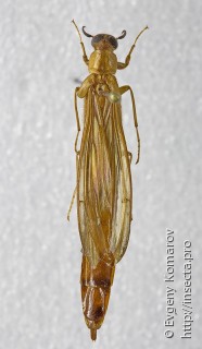 Atractocerinae