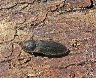 Elateridae