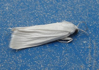 Scirpophaga xanthopygata