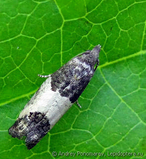 Имаго  Spilonota ocellana