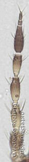 Frankliniella occidentalis