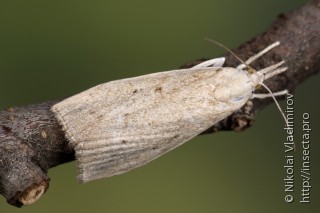 Calamotropha paludella