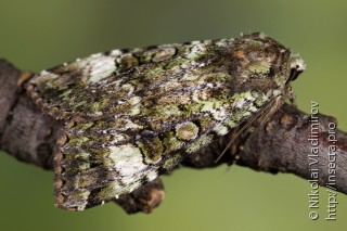 Anaplectoides prasina