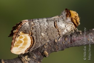 Имаго  (Phalera bucephala)
