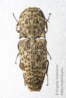 Elateridae