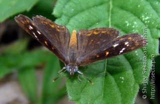 Lepidoptera