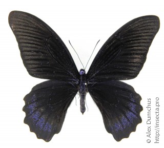 Самец  Papilio acheron