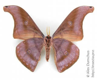 Antheraea helferi