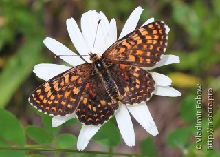 Melitaea sutschana