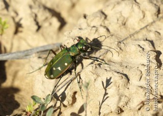 Cicindela clypeata