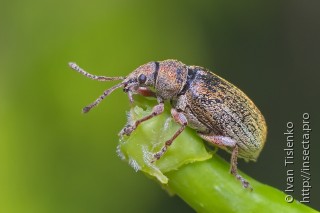 Phyllobius pyri