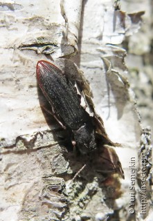 Pseudanostirus ecarinatus