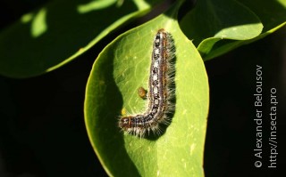 Aporia leucodice