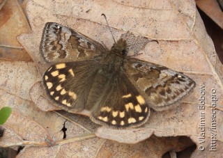 Erynnis montanus