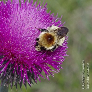 Имаго  Bombus laesus