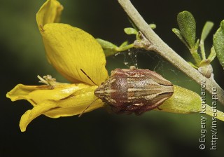 Имаго  Odontotarsus purpureolineatus