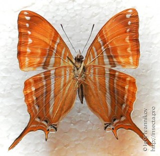 Marpesia marcella