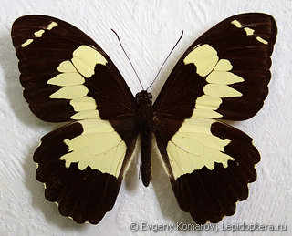 Имаго  Papilio euchenor