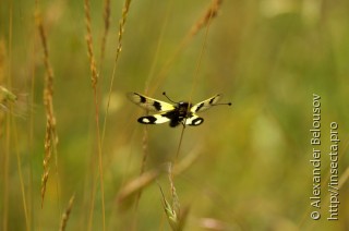 Libelloides macaronius