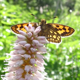 Carterocephalus silvicola