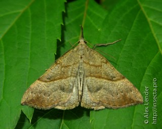 Hypena proboscidalis