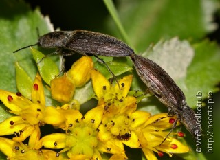 Actenicerus alternatus