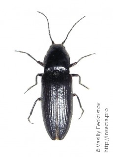Hemicrepidius niger